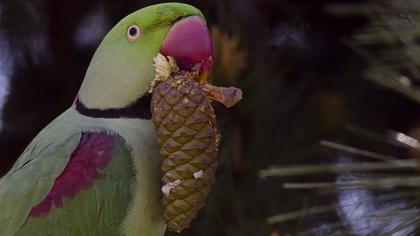 İskender papağanı