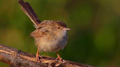 Dikkuyruklu ötleğen