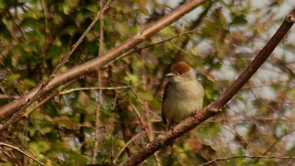 Karabaşlı ötleğen
