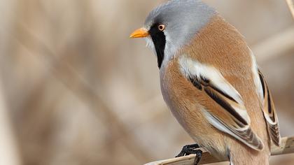 Bıyıklı baştankara