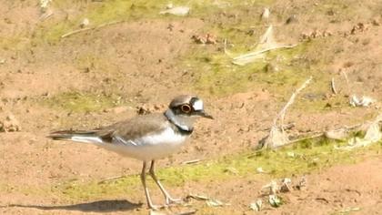 Halkalı küçük cılıbıt