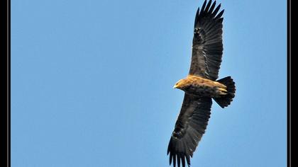 Küçük orman kartalı