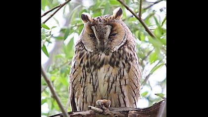 Kulaklı orman baykuşu