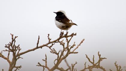 Aksırtlı kuyrukkakan