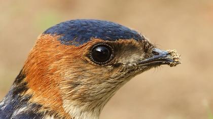 Kızıl kırlangıç