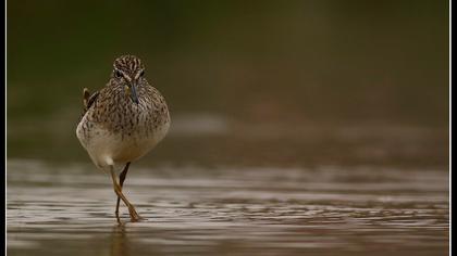 Orman düdükçünü