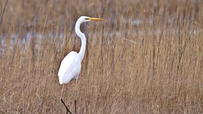 Büyük ak balıkçıl