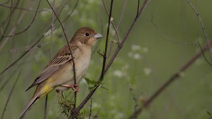 Karabaşlı kirazkuşu
