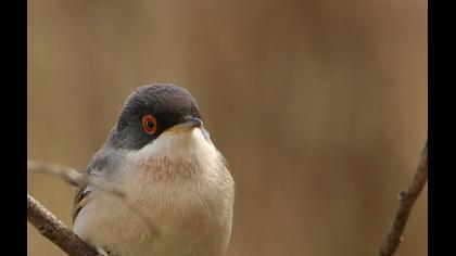 Pembegöğüslü ötleğen