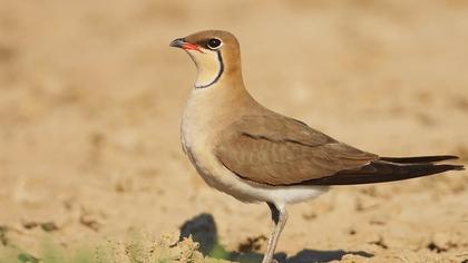 Bataklıkkırlangıcı