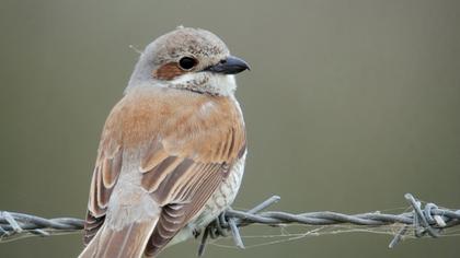 Kızılsırtlı örümcekkuşu