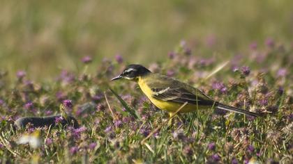 Sarı kuyruksallayan
