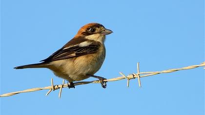 Kızılbaşlı örümcekkuşu