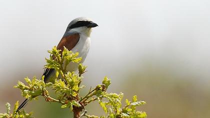 Kızılsırtlı örümcekkuşu