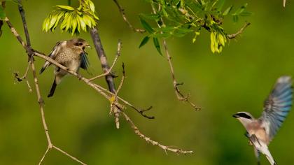Kızılsırtlı örümcekkuşu
