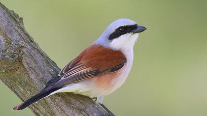 Kızılsırtlı örümcekkuşu