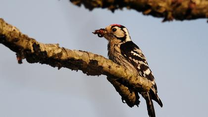 Küçük ağaçkakan