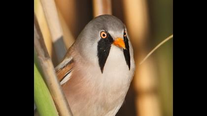 Bıyıklı baştankara