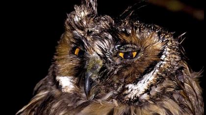 Kulaklı orman baykuşu