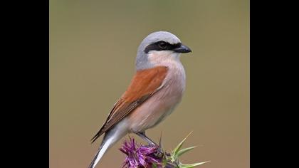 Kızılsırtlı örümcekkuşu