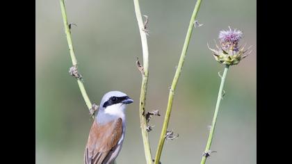 Kızılsırtlı örümcekkuşu