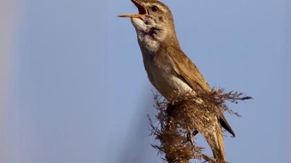 Büyük kamışçın