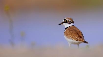 Halkalı küçük cılıbıt