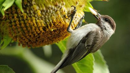 Akyanaklı baştankara