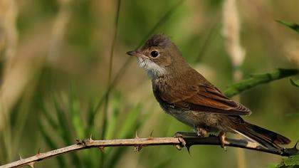 Akgerdanlı ötleğen