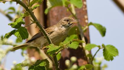 Akgerdanlı ötleğen