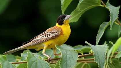 Karabaşlı kirazkuşu