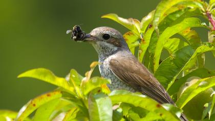 Kızılsırtlı örümcekkuşu