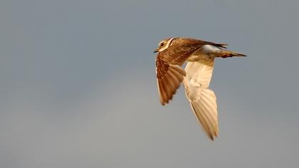 Halkalı küçük cılıbıt