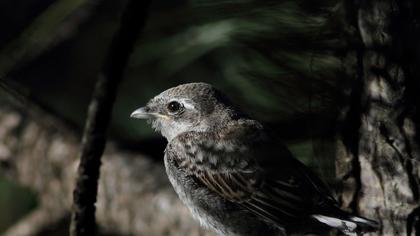 Kızılsırtlı örümcekkuşu