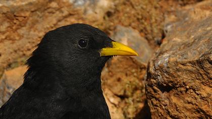 Sarıgagalı dağ kargası