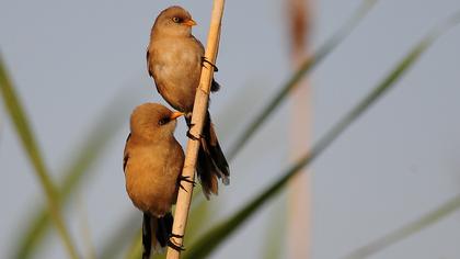 Bıyıklı baştankara