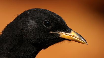 Sarıgagalı dağ kargası