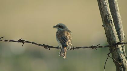 Kızılsırtlı örümcekkuşu