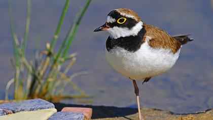 Halkalı küçük cılıbıt