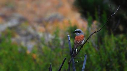 Kızılsırtlı örümcekkuşu