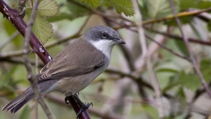 Küçük akgerdanlı ötleğen