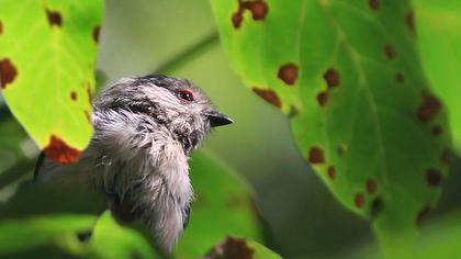 Uzunkuyruklu baştankara