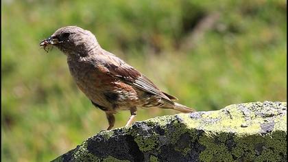 Büyük dağbülbülü