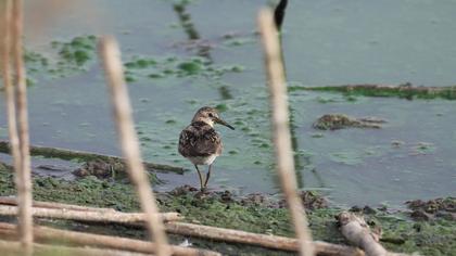 Sarıbacaklı kumkuşu