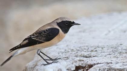 Karakulaklı kuyrukkakan