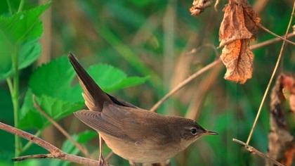 Bataklık kamışçını
