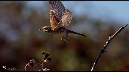 Kızılsırtlı örümcekkuşu