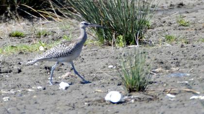 Sürmeli kervançulluğu