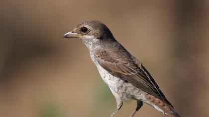 Kızılsırtlı örümcekkuşu