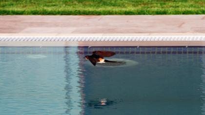 Kızıl kırlangıç